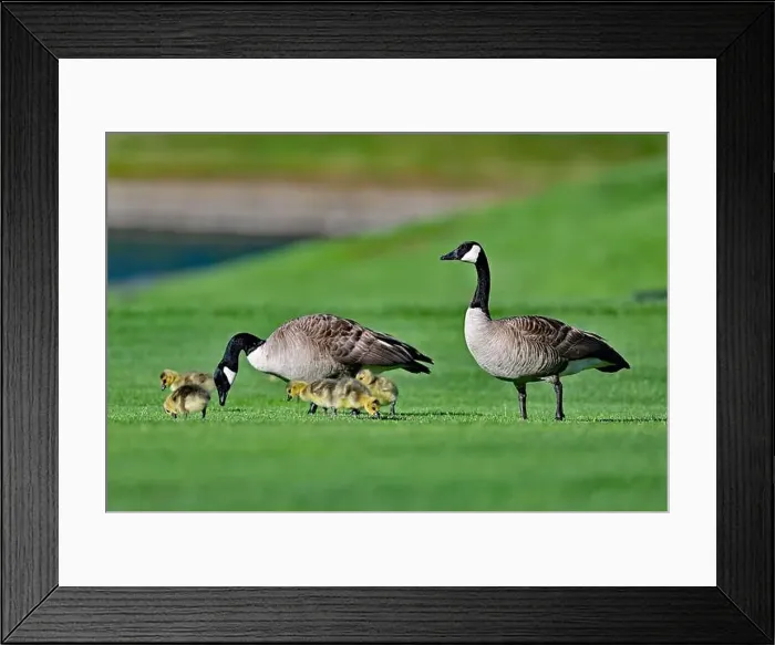 Framed Print : Canada Geese with Goslings on Golf Course Framed Print : Canada Geese with Goslings on Golf Course