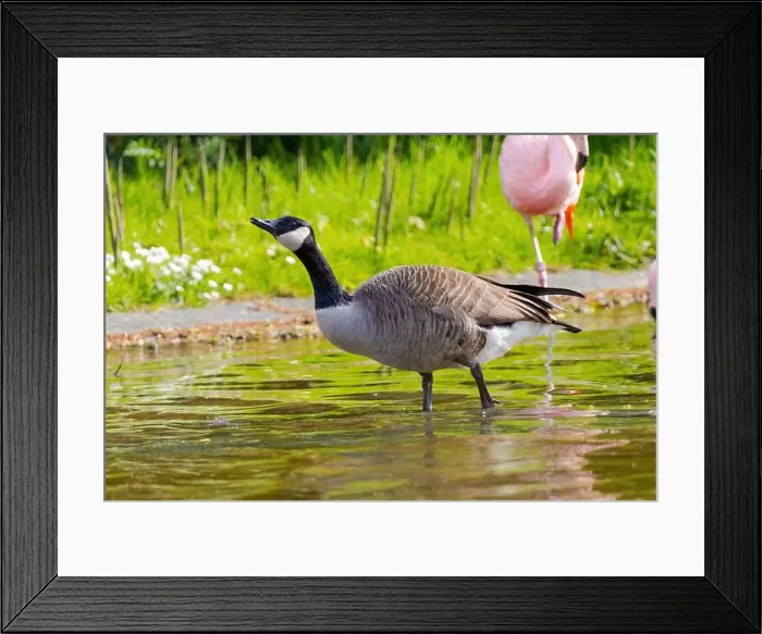 Framed Print : Grey wild goose, cute Water Birds Geese and Chicks at Lake