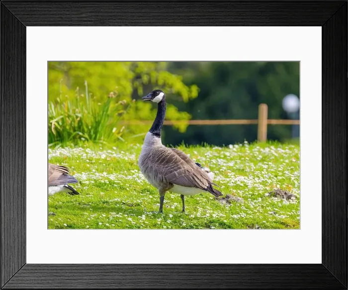 Framed Print : Grey wild goose, cute Water Birds Geese and Chicks at Lake