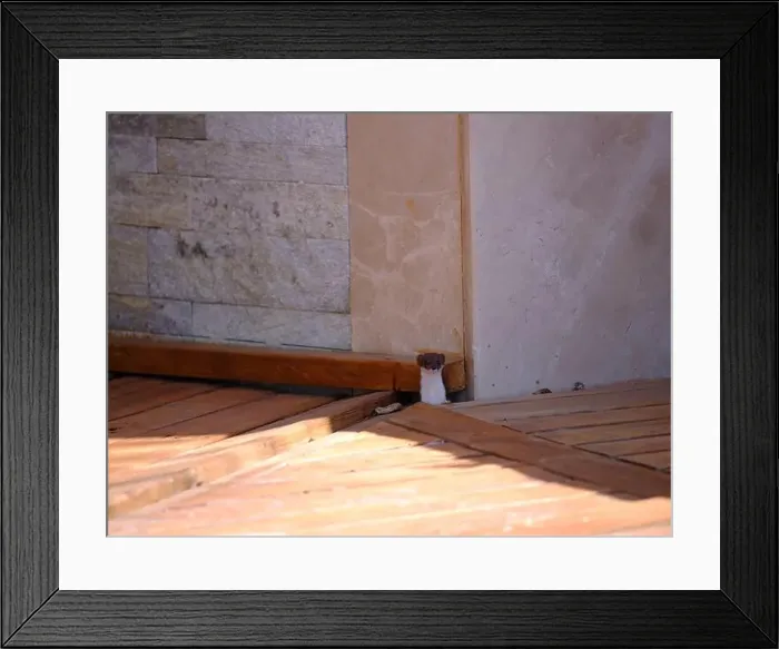 Framed Print : Weasel hiding in wooden floor in a hole outdoor in a sunny day Framed Print : Weasel hiding in wooden floor in a hole outdoor in a sunny day