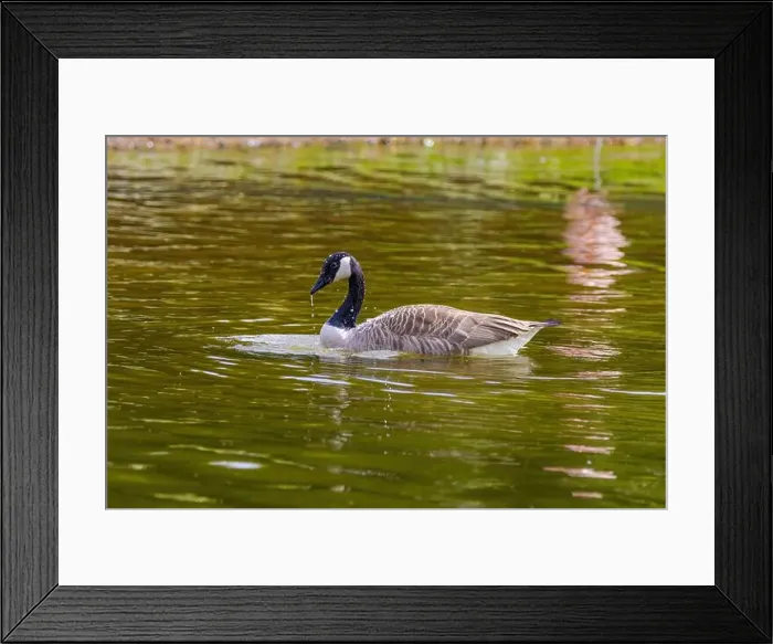 Framed Print : Grey wild goose, cute Water Birds Geese and Chicks at Lake