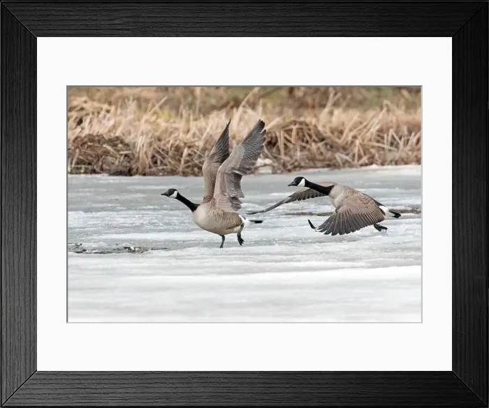 Framed Print : Canada geese (branta canadensis) Framed Print : Canada geese (branta canadensis)
