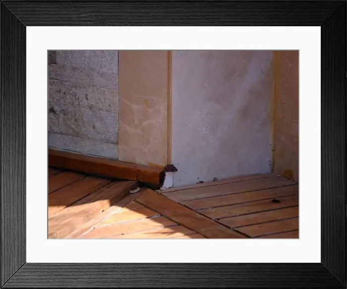 Framed Print : Weasel hiding in wooden floor in a hole outdoor in a sunny day Framed Print : Weasel hiding in wooden floor in a hole outdoor in a sunny day