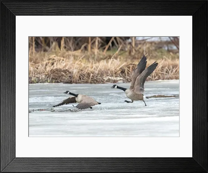 Framed Print : Canada geese (branta canadensis) Framed Print : Canada geese (branta canadensis)