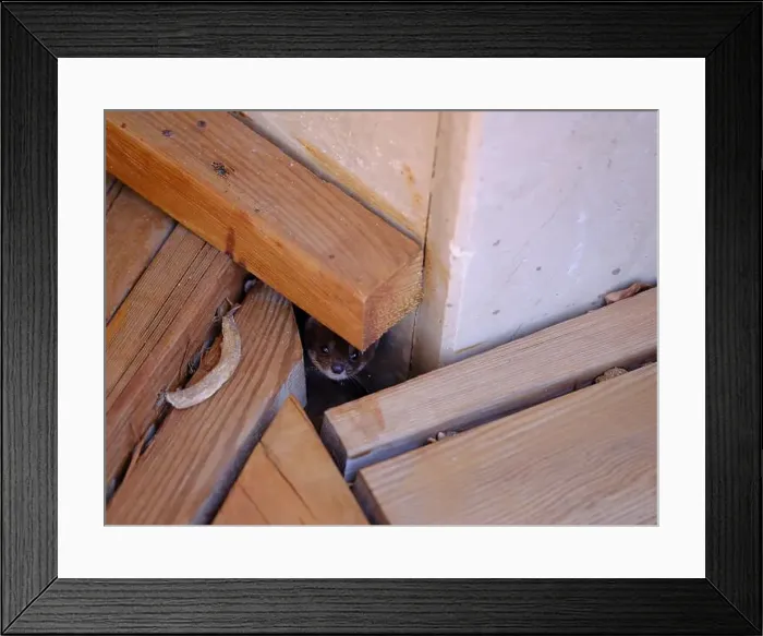 Framed Print : Weasel hiding in wooden floor in a hole outdoor in a sunny day Framed Print : Weasel hiding in wooden floor in a hole outdoor in a sunny day