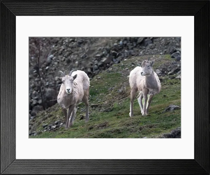Framed Print : Two mountain Goats standing on a Grassy Slope in mountain landscape, British Columbia, Canada Framed Print : Two mountain Goats standing on a Grassy Slope in mountain landscape, British Columbia, Canada