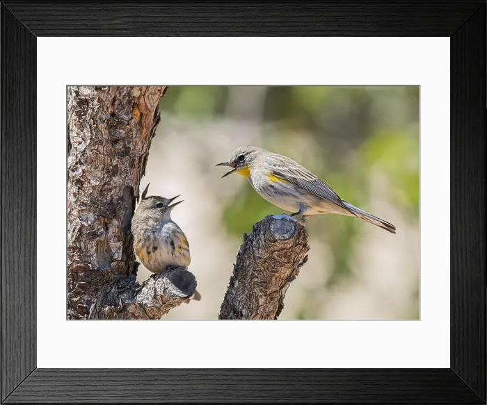 Framed Print : Female Adult Yellow rumped Warbler feeds Fledgling Framed Print : Female Adult Yellow rumped Warbler feeds Fledgling