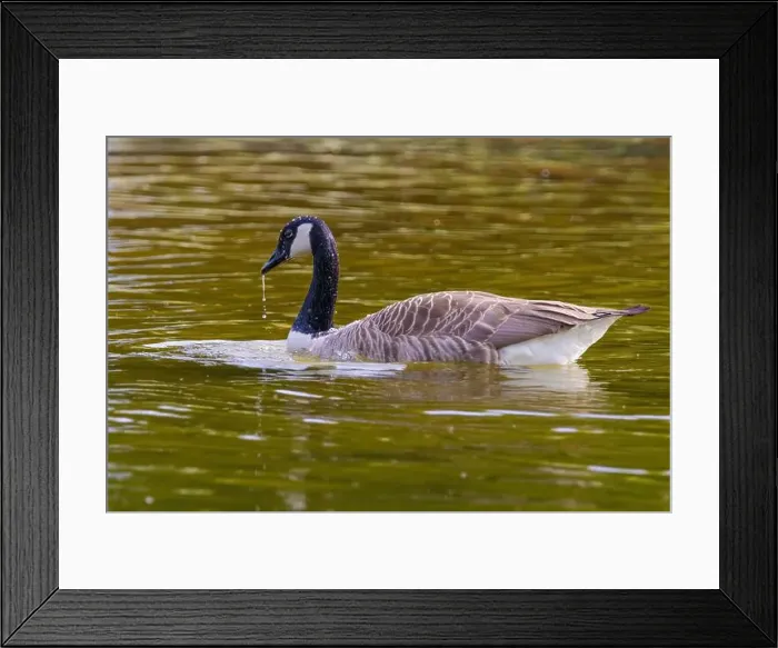 Framed Print : Grey wild goose, cute Water Birds Geese and Chicks at Lake Framed Print : Grey wild goose, cute Water Birds Geese and Chicks at Lake