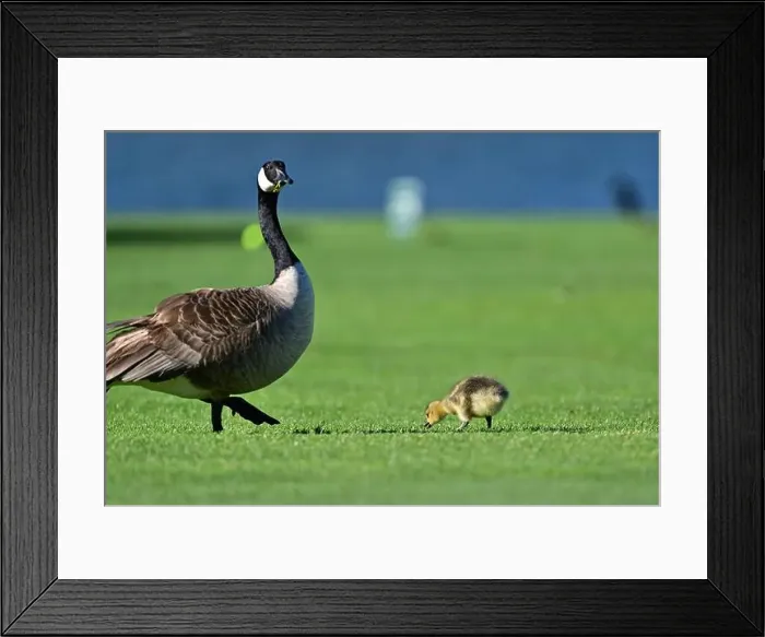 Framed Print : Canada Geese with Goslings on Golf Course Framed Print : Canada Geese with Goslings on Golf Course