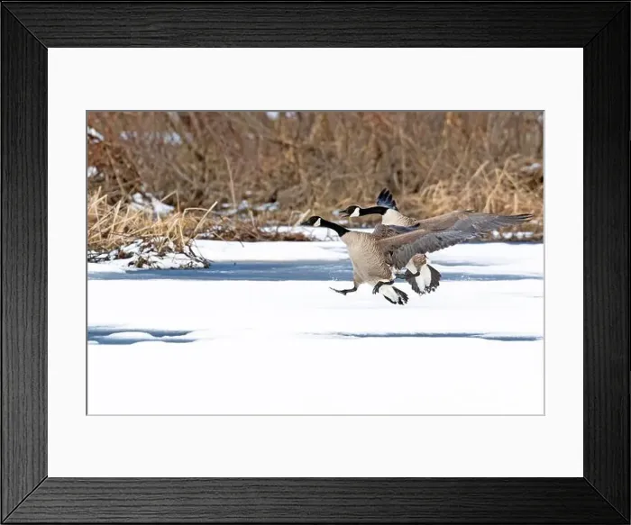 Framed Print : Canada geese (branta canadensis) Framed Print : Canada geese (branta canadensis)