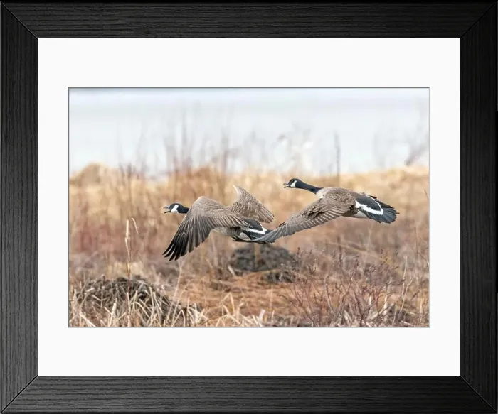 Framed Print : Canada geese (branta canadensis) Framed Print : Canada geese (branta canadensis)