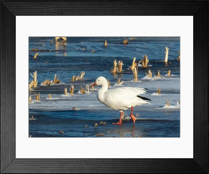 Framed Print : Snow goose (Anser caerulescens) Framed Print : Snow goose (Anser caerulescens)