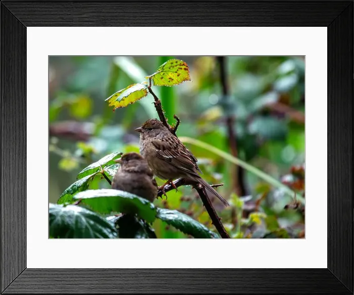 Framed Print : Handsome sparrow with black crown Framed Print : Handsome sparrow with black crown