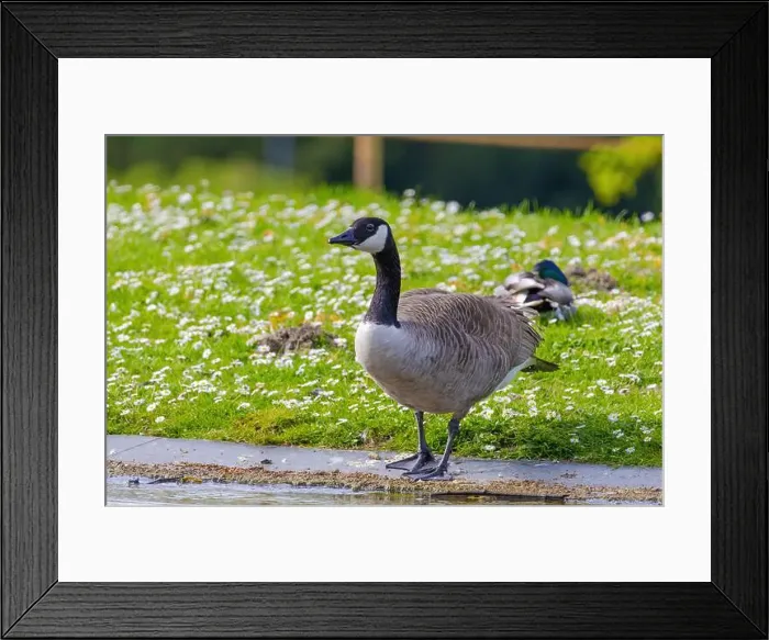 Framed Print : Grey wild goose, cute Water Birds Geese and Chicks at Lake