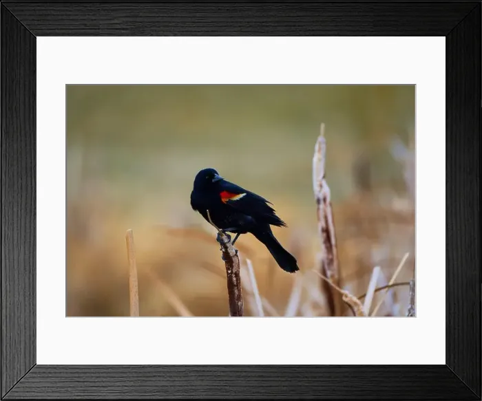 Framed Print : Sergeant Blackbird: Exploring the Wilderness of Canada's Migratory Avian Beauty Framed Print : Sergeant Blackbird: Exploring the Wilderness of Canada's Migratory Avian Beauty