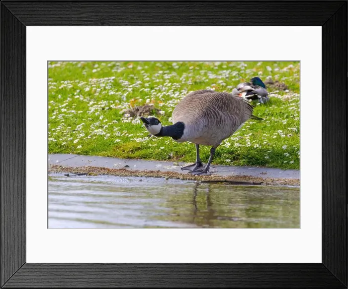 Framed Print : Grey wild goose, cute Water Birds Geese and Chicks at Lake