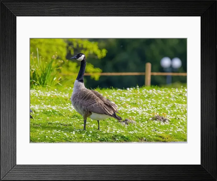 Framed Print : Grey wild goose, cute Water Birds Geese and Chicks at Lake