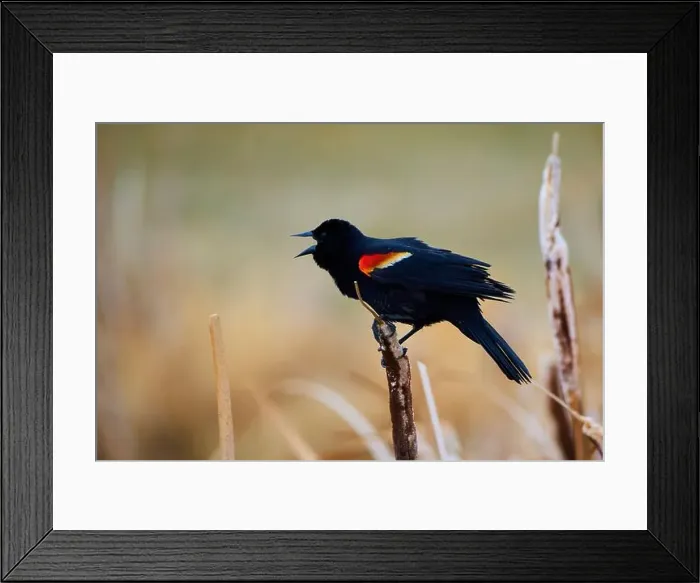 Framed Print : Sergeant Blackbird: Exploring the Wilderness of Canada's Migratory Avian Beauty Framed Print : Sergeant Blackbird: Exploring the Wilderness of Canada's Migratory Avian Beauty