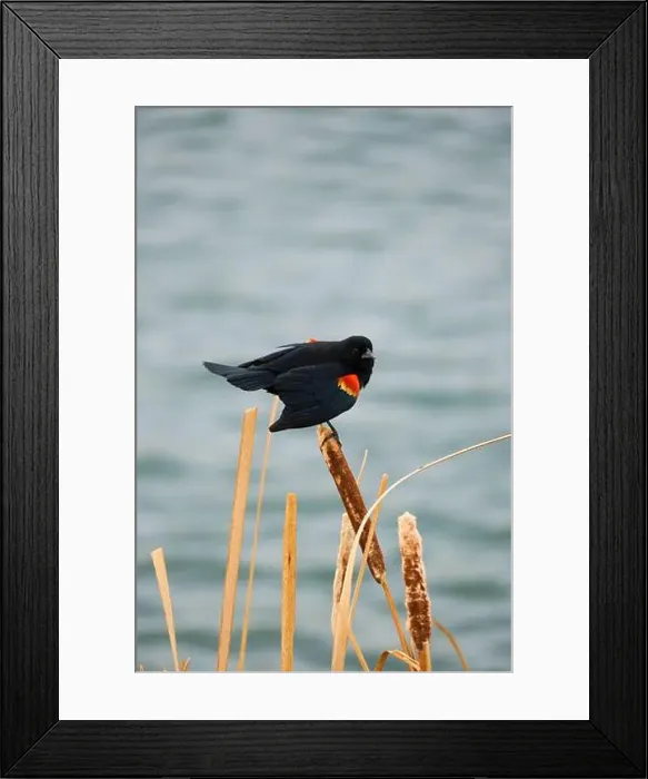 Framed Print : Sergeant Blackbird: Exploring the Wilderness of Canada's Migratory Avian Beauty Framed Print : Sergeant Blackbird: Exploring the Wilderness of Canada's Migratory Avian Beauty