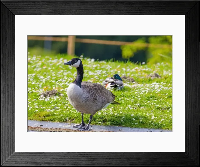 Framed Print : Grey wild goose, cute Water Birds Geese and Chicks at Lake