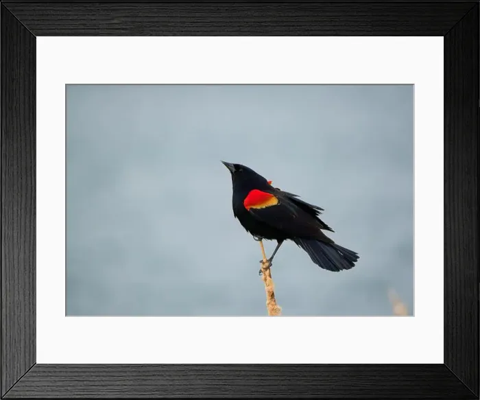 Framed Print : Sergeant Blackbird: Exploring the Wilderness of Canada's Migratory Avian Beauty Framed Print : Sergeant Blackbird: Exploring the Wilderness of Canada's Migratory Avian Beauty