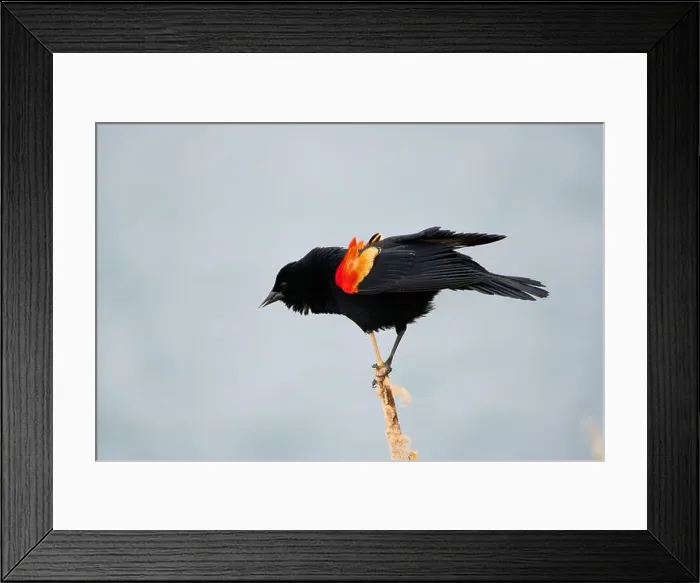 Framed Print : Sergeant Blackbird: Exploring the Wilderness of Canada's Migratory Avian Beauty Framed Print : Sergeant Blackbird: Exploring the Wilderness of Canada's Migratory Avian Beauty