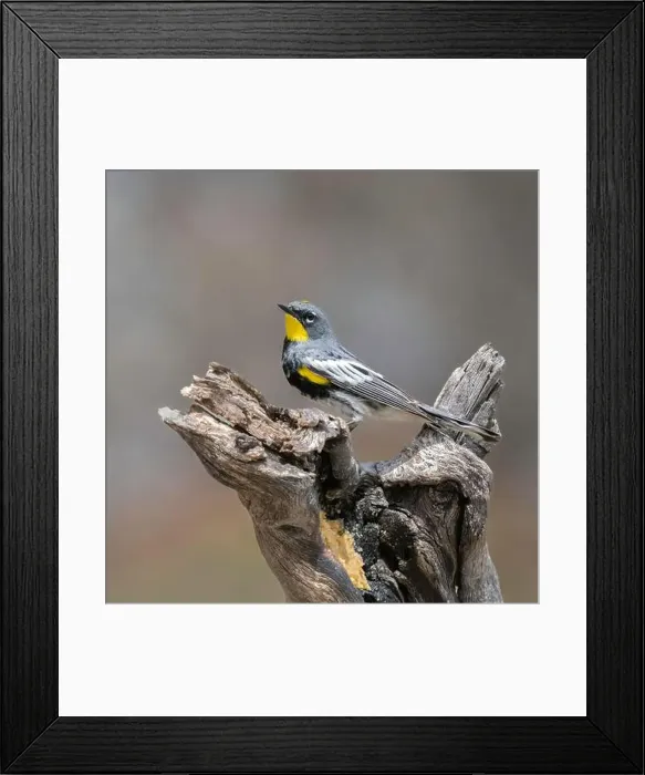 Framed Print : Audubon Yellow-rumped Warbler Male in Breeding Color Framed Print : Audubon Yellow-rumped Warbler Male in Breeding Color