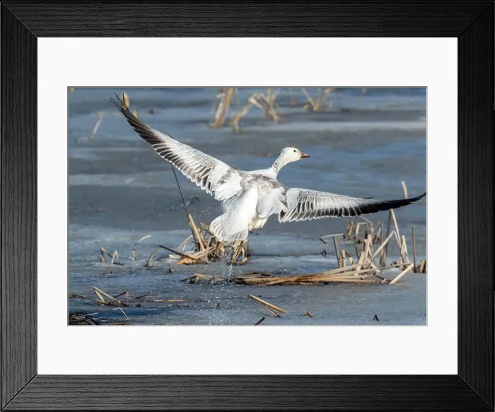 Framed Print : Snow goose (Anser caerulescens) Framed Print : Snow goose (Anser caerulescens)