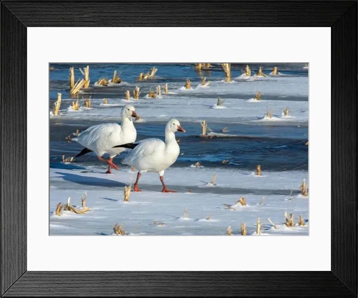 Framed Print : Snow geese (Anser caerulescens) Framed Print : Snow geese (Anser caerulescens)