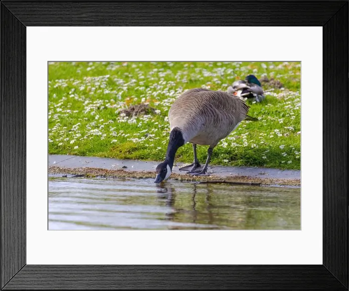 Framed Print : Grey wild goose, cute Water Birds Geese and Chicks at Lake Framed Print : Grey wild goose, cute Water Birds Geese and Chicks at Lake