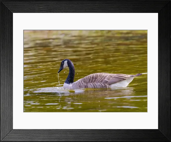 Framed Print : Grey wild goose, cute Water Birds Geese and Chicks at Lake
