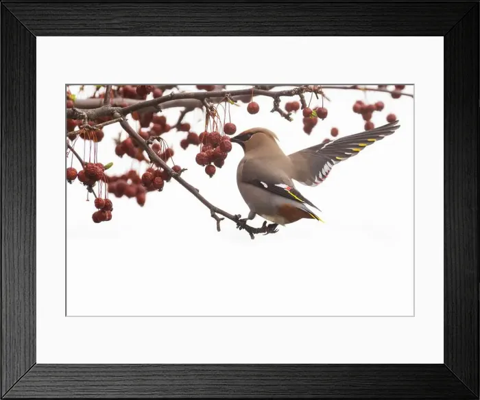 Framed Print : Bohemian waxwing (Bombycilla garrulus) Framed Print : Bohemian waxwing (Bombycilla garrulus)