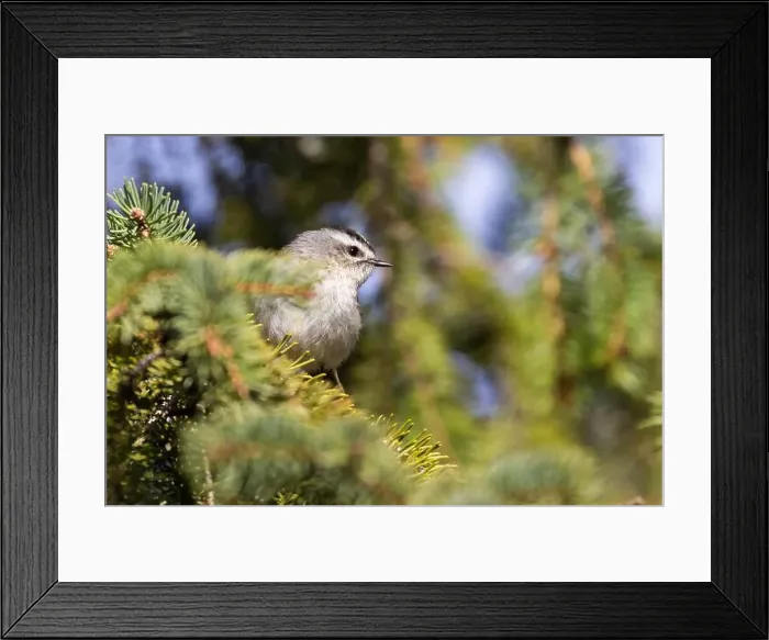 Framed Print : golden-crowned kinglet (Regulus satrapa) Framed Print : golden-crowned kinglet (Regulus satrapa)