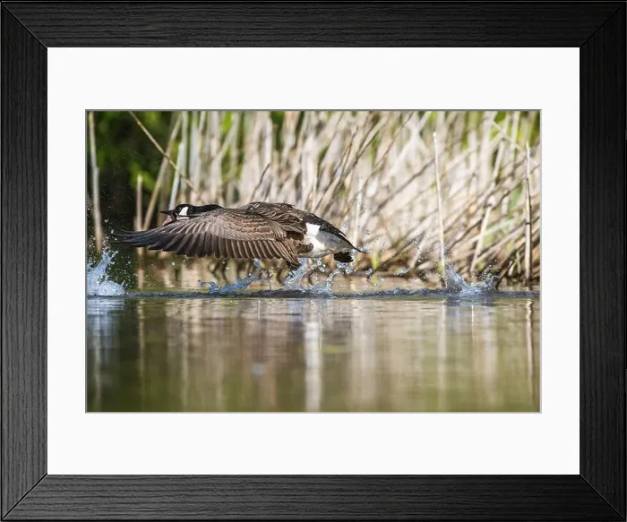 Framed Print : Canada Goose, Branta canadensis, bird running on water Framed Print : Canada Goose, Branta canadensis, bird running on water