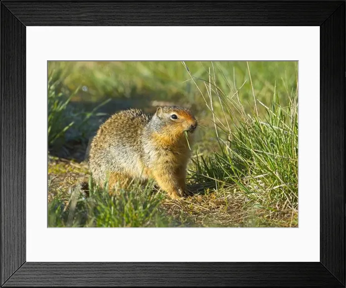 Framed Print : A cute Columbian Ground Squirrel is outside of its burrow eating a blade of grass at the Turnbull Wildlife Refuge near Framed Print : A cute Columbian Ground Squirrel is outside of its burrow eating a blade of grass at the Turnbull Wildlife Refuge near
