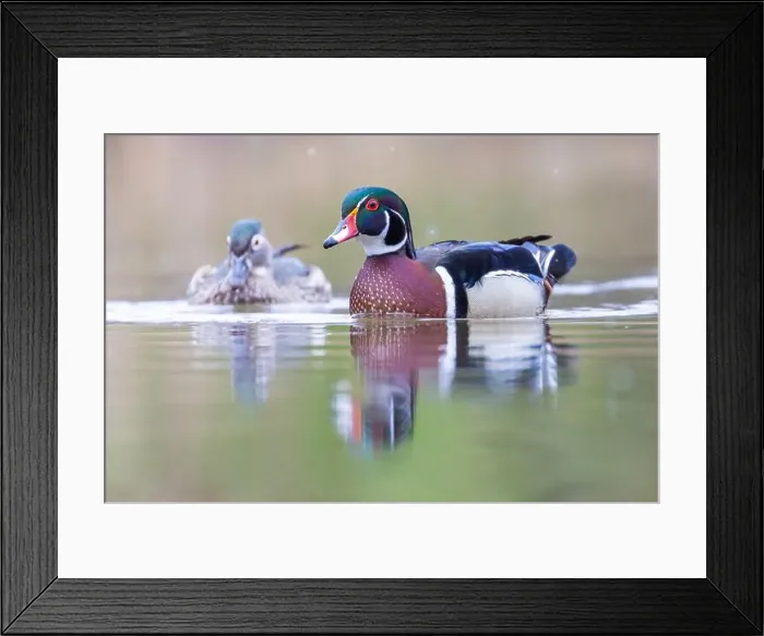 Framed Print : Wood ducks in snowy spring day Framed Print : Wood ducks in snowy spring day