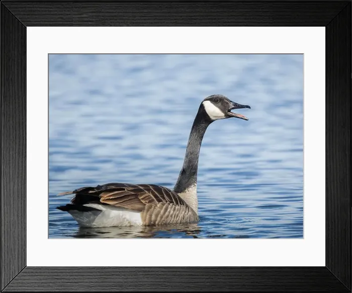 Framed Print : Closeup Canada Goose on water calling out Framed Print : Closeup Canada Goose on water calling out