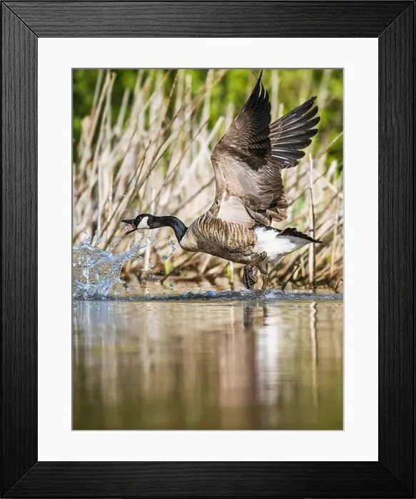 Framed Print : Canada Goose, Branta canadensis, bird running on water Framed Print : Canada Goose, Branta canadensis, bird running on water