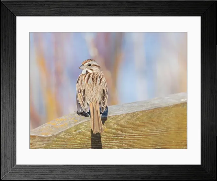 Framed Print : Song Sparrow on a railing with spring colours in background shrubs Framed Print : Song Sparrow on a railing with spring colours in background shrubs