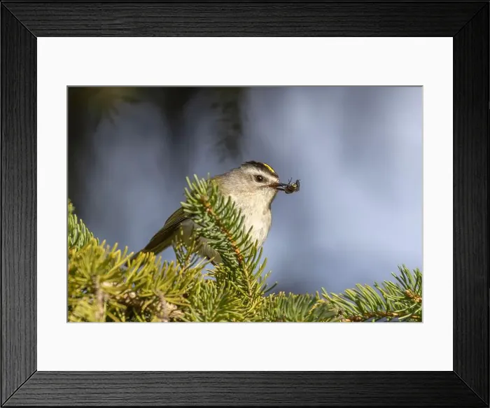 Framed Print : golden-crowned kinglet (Regulus satrapa) Framed Print : golden-crowned kinglet (Regulus satrapa)