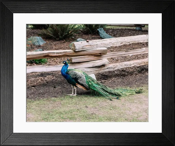 Framed Print : A peacock in Beacon Hill Park in Victoria, BC showing its brightly colored plumage Framed Print : A peacock in Beacon Hill Park in Victoria, BC showing its brightly colored plumage