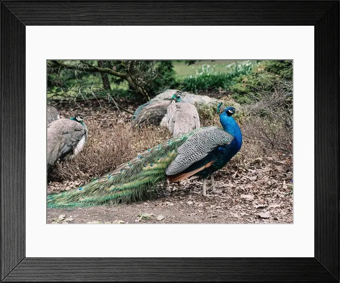 Framed Print : A peacock in Beacon Hill Park in Victoria, BC showing its brightly colored plumage Framed Print : A peacock in Beacon Hill Park in Victoria, BC showing its brightly colored plumage