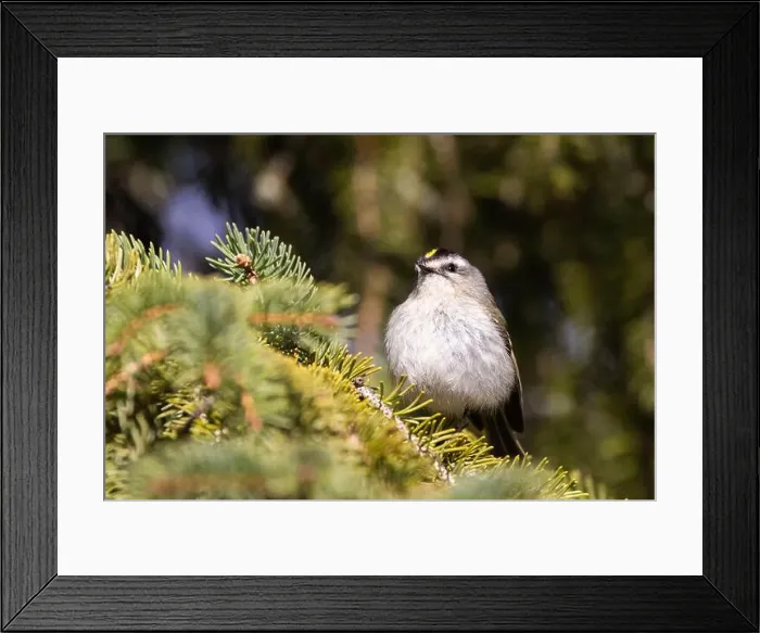 Framed Print : golden-crowned kinglet (Regulus satrapa) Framed Print : golden-crowned kinglet (Regulus satrapa)