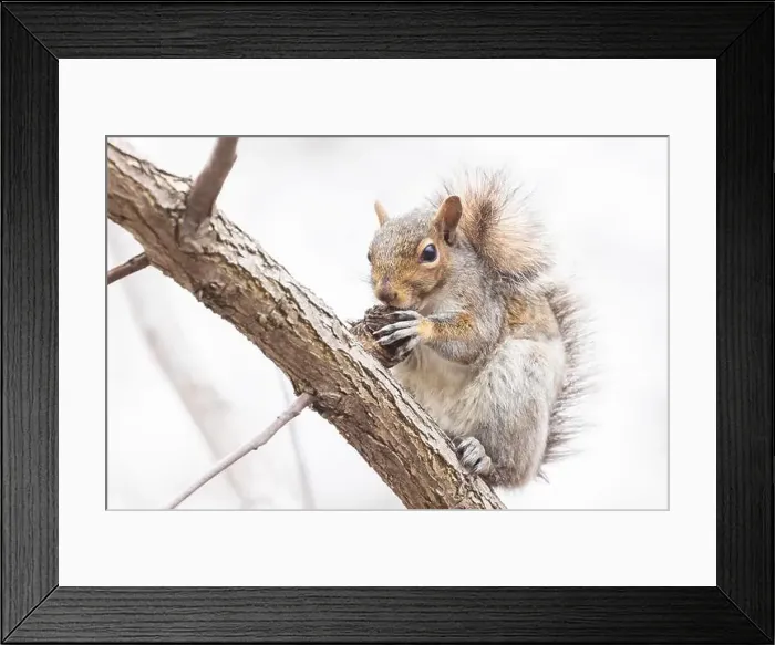 Framed Print : Eastern gray squirrel (Sciurus carolinensis) eating Juglans nigra, the eastern American black walnut in Canada Framed Print : Eastern gray squirrel (Sciurus carolinensis) eating Juglans nigra, the eastern American black walnut in Canada