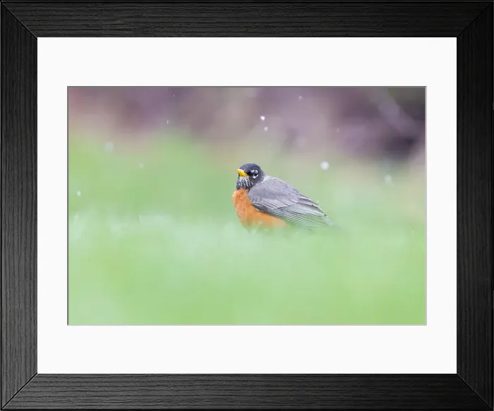 Framed Print : American robin (Turdus migratorius) in snowy spring day Framed Print : American robin (Turdus migratorius) in snowy spring day
