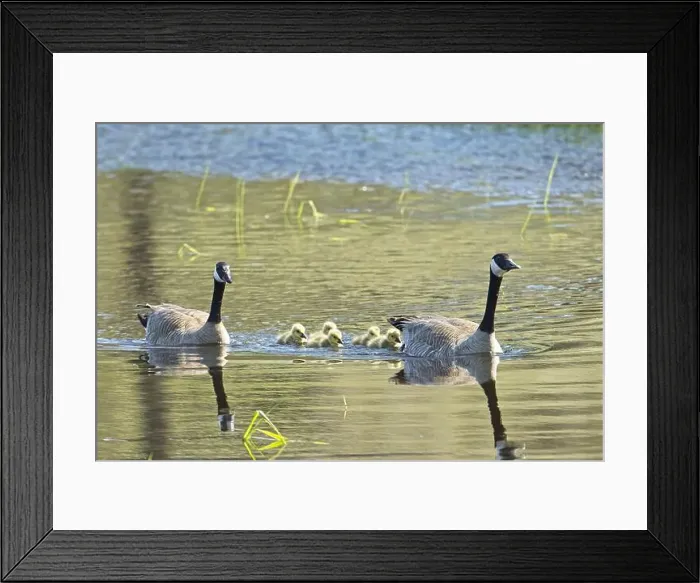 Framed Print : Two Canadian Geese swim with their goslings in a small pond at Turnbull Wildlife Refuge in Cheney, Washington Framed Print : Two Canadian Geese swim with their goslings in a small pond at Turnbull Wildlife Refuge in Cheney, Washington