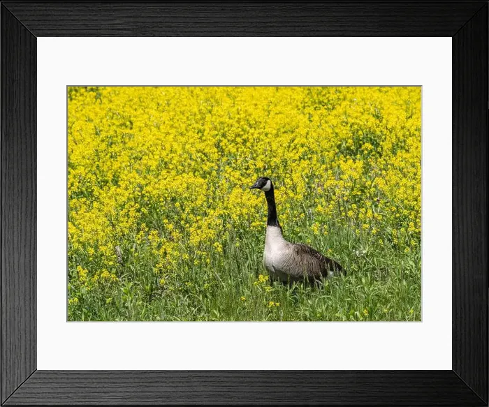 Framed Print : Close-up portrait of a Canada Goose walking in a field of yellow wildflowers in spring Framed Print : Close-up portrait of a Canada Goose walking in a field of yellow wildflowers in spring