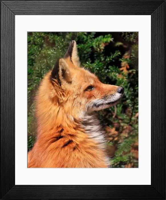 Framed Print : Red fox profile portrait close-up with green background Framed Print : Red fox profile portrait close-up with green background