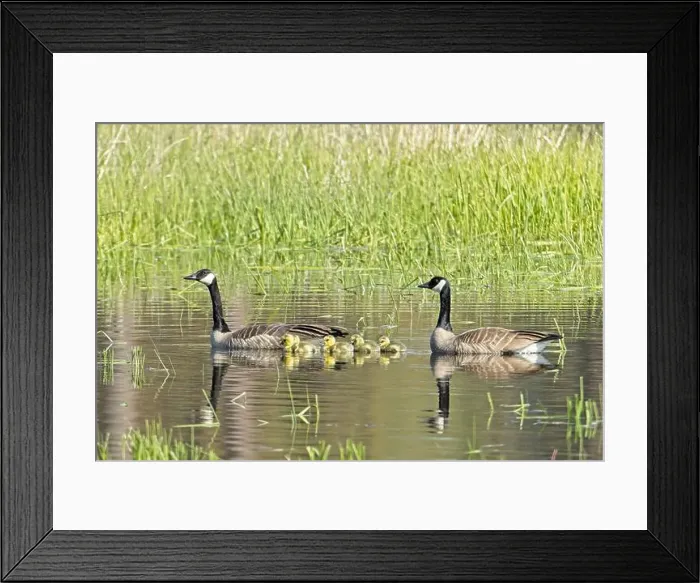 Framed Print : Two Canadian Geese swim with their goslings in a small pond at Turnbull Wildlife Refuge in Cheney, Washington Framed Print : Two Canadian Geese swim with their goslings in a small pond at Turnbull Wildlife Refuge in Cheney, Washington