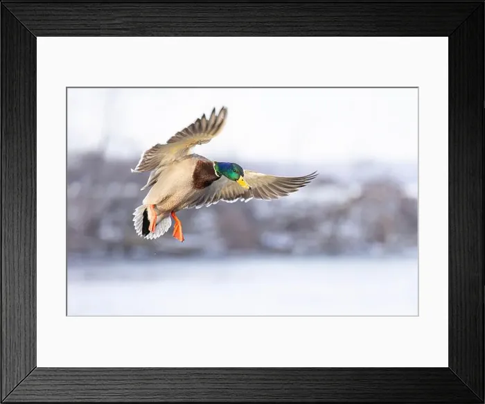 Framed Print : Male mallard duck drake in flight over the Ottawa river in Canada Framed Print : Male mallard duck drake in flight over the Ottawa river in Canada